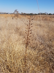 Habenaria nyikana
