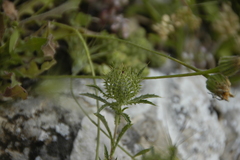 Atractylis cancellata