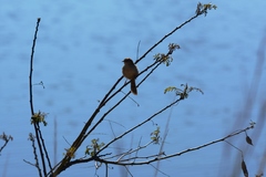 Cisticola tinniens