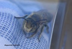 Megachile leachella