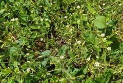 Cerastium holosteoides