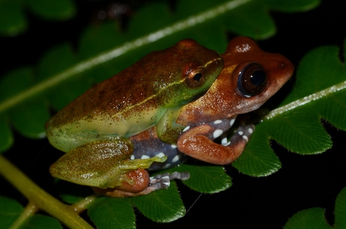 Leopard Reed Frog, Hyperolius pardalis