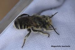 Megachile leachella