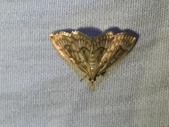 Crocidophora serratissimalis