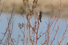 Crithagra atrogularis