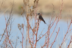 Crithagra atrogularis