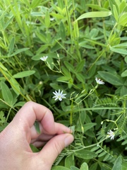 Stellaria graminea