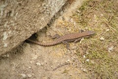 Podarcis muralis