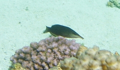 Gomphosus caeruleus