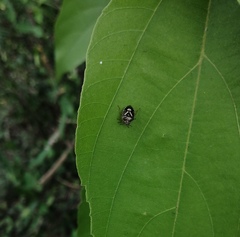 Menida