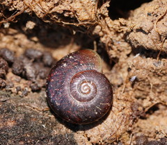 Austrorhytida glaciamans