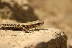 Podarcis muralis