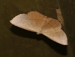 Plesiomorpha flaviceps