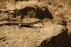 Podarcis muralis
