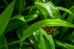 Taractrocera ceramas