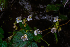 Begonia crenata