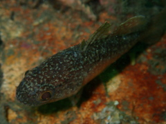 Vincentia novaehollandiae