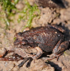 Eastern Smooth Frog photo 3