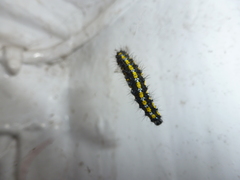 Callimorpha dominula