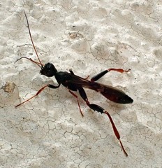 Stephanus serrator
