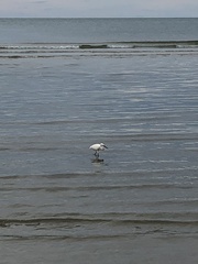Egretta garzetta