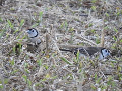 Stizoptera bichenovii bichenovii