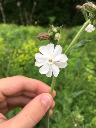 Bladder campion (Silene latifolia)