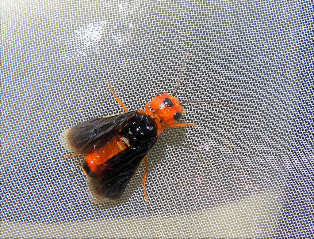 Neurotoma fausta
