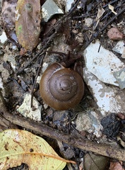 Quantula