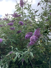 Buddleja davidii