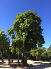 Schinus terebinthifolia terebinthifolia