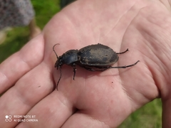 Carabus coriaceus