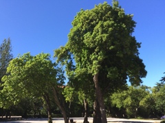 Schinus terebinthifolia terebinthifolia