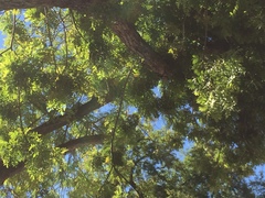 Schinus terebinthifolia terebinthifolia