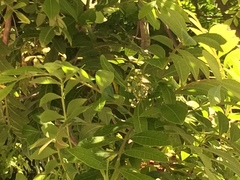 Schinus terebinthifolia terebinthifolia