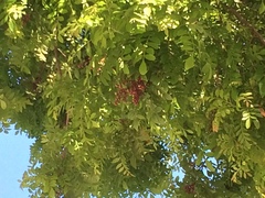 Schinus terebinthifolia terebinthifolia