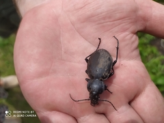 Carabus coriaceus
