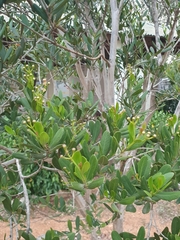 Pimenta haitiensis