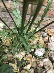 Crepis biennis