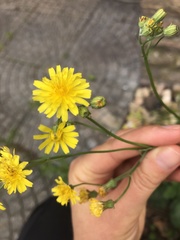 Crepis biennis