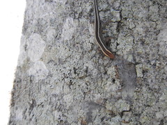 Cryptoblepharus virgatus