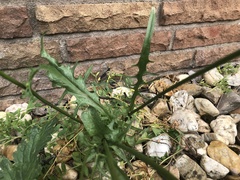 Crepis biennis