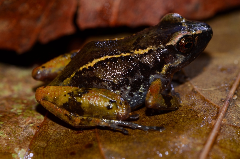 Striped Screeching Frog