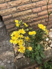 Crepis biennis