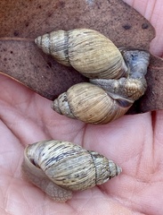 Bothriembryon brazieri