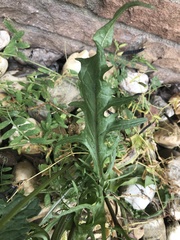 Crepis biennis