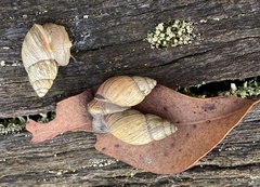 Bothriembryon brazieri