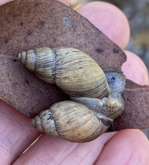 Bothriembryon brazieri