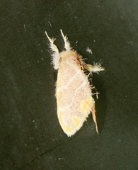 Orvasca subnotata