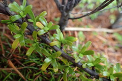 Coprosma cuneata